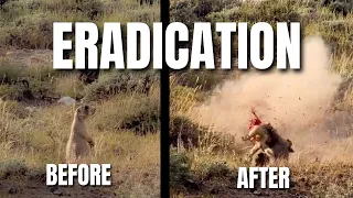 Praire Dog Compilation