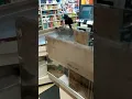 foodtown bronx new york stalker followed me in