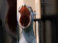 Download Lagu SHOEBILL STORK SOUND | BIRD SOUNDS.... #birds #birdworld #wildanimals #viral #nature #shorts #short