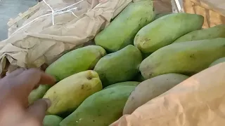 اسعار المانجا في البشاير ليست مقياس و اسوان لا ترش المانجا اسعار الزبدية السكري الصديقة البلدي 