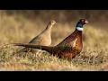 Lagu Air Rifle Hunting, Harvesting Pheasants