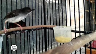 ciblek gacor ngebren rapat tembakan ak47