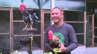 Download Ayam Ketawa yang Sering Disebut Juga Laughing Chicken MP3