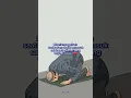 Download Lagu patut kita syukuri #quotes #shortvideo