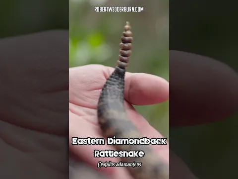 Up Close With a Giant Eastern Diamondback!