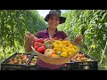 Download Lagu I planted different types of tomatoes and was surprised by the harvest!