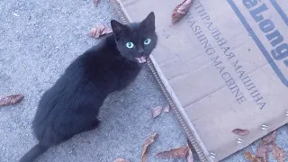 A black kitty meows because her girlfriend on a roof