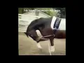 Dr Cesar Parra dressage normalizing