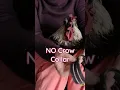 Download Lagu Ayam jantan sebelum dan sesudah tingkat kebisingan. #nocrowcollar #ayamjantan #ayam