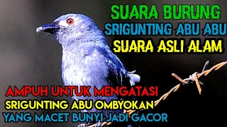 Download SUARA BURUNG SRIGUNTING ABU ASLI SUARA ALAM ||Cocok buat pikat dan pancingan MP3