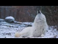 Lagu Beautiful Wolf, Beautiful Howl.