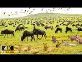 Download Lagu 4K African Wildlife: 's werelds grootste migratie van Tanzania naar Kenia met echte geluiden