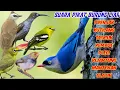 Download Lagu suara pikat burung kecil ribut pijantung rambatan trucuk kutilang sogon prenjak paling ampuh a26