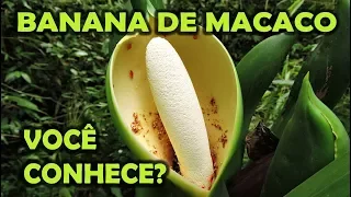 BANANA DE MACACO   LINDA E EXTREMAMENTE TÓXICA
