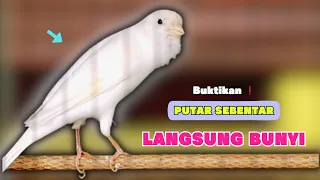 pancingan kenari paud belajar bunyi cocok untuk kenari belajar bunyi ngeriwik 613