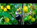 Download Lagu Harvest Eggfruit (Canistel), Mushrooms, And Homegrown Sugarcane To Sell At The Market, Garden, Farm.