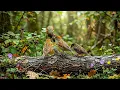 🎹 Peaceful Piano with Spring Bird Sounds 🌿 Calming Nature Sounds for Total Relaxation