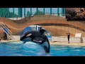 Download Lagu Orca Encounter (Full Show) - Seaworld Orlando - June 15 2025