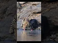 The Real Life Bagheera Stunning Footage of Black Panther Leopard