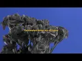 Yoko Gold - Mirage (Official Visualizer)