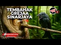 Download Lagu 🔴Masteran Tembakan Sinarjaya Full Greja Panjang Materi Srigunting Abu Abu Gacor Mewah