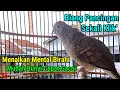 Lagu Perkutut Lokal Gacor Suara Kristal Jernih Pancingan Burung Perkutut Paling Ampuh Langsung Nyaut