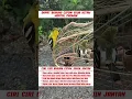 Download Lagu pancingan suara burung cipow #burung #mangkicauoffecial #kicauburunglovebird #kicaumania