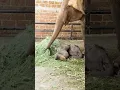 Baby elephant sleeping with mother