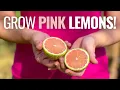 Download Lagu Grow a PINK Lemon Tree! (4 Reasons You Need One)