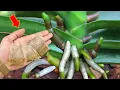Download Lagu Just put it under the orchid! It will immediately bloom many new flowers all year round