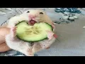 Funny Hamsters - Cute And Funny Hamster s Compilation