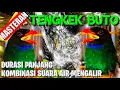 Download Lagu MASTERAN TENGKEK BUTO NGEROLL,KOMBINASI SUARA AIR MENGALIR..UNTUK TERAPI SUASANA TENANG PADA BURUNG