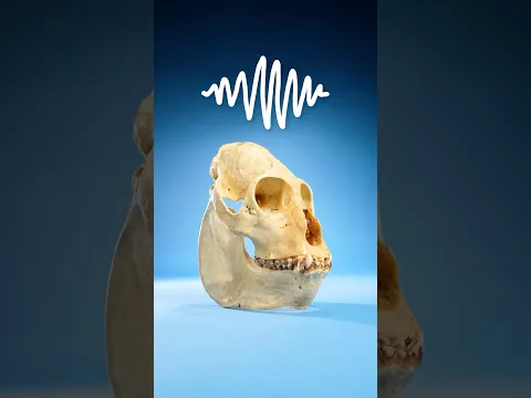 Why Are Howler Monkeys So Loud?