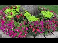 New Guinea Impatiens VS Sunpatiens VS cheap Wal-mart Impatiens Diamond Snow Euphorbia