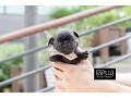 Must Watch if you LOVE PUGS Candy - Rolly Teacup Puppies
