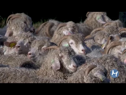 Outline Video La Ferme du Mohair - La laine mohair
