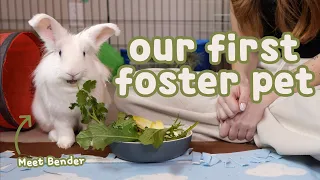 Bringing Home Our First Foster Rabbit 🐰