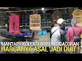 Download Lagu KIOS SEDERHANA ! KOLEKSI BURUNG GACORAN HARGANYA ASAL JADI DUIT DI PASAR BURUNG PRAMUKA HARI INI 
