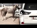 شيله كم عدون وده بطيحتك ولا استفاد ll خالد ال بريك 🔥🔥