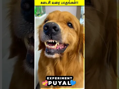 SCOOBY EATING FOOD ALAPARAIGAL 😞😱 Experiment Puyal | #Shorts #Reels #puppy #Emotion