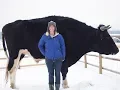 Video di Knickers the Giant Cow Has Some Big Competition, Dozer the Steer Claims He Is One Inch Taller - News