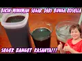 Download Lagu BIKIN MINUMAN SEGAR DARI BUNGA ROSELLA SEGER BANGET!!!