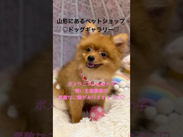 動画