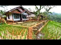 Download Lagu BIKIN BETAH! Suasana Sore Di Pedesaan, Kampung Yang Indah Ramah Warganya, Pedesaan Sunda Jawa Barat