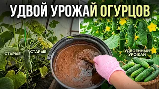 Даже старые огурцы начнут плодоносить с удвоенной силой! ТОЛЬКО ТАК продлеваю плодоношение