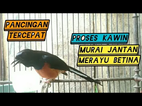 Download MP3 PANCINGAN TERCEPAT❗❗Proses kawin murai batu jantan merayu betina | murai betina gacor | murai gacor❗