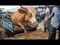 Download Lagu KUMPULAN SAPI JUMBO UNIK TURUN DARI TRUK OLENG ‼️🔥🔥🔥