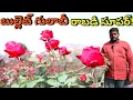 bullet gulabi farming in telugu/ star light rose /బుల్లెట్ గులాబీ ఆరో నెల నుండి రాబడి సురు