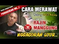 Download Lagu PERAWATAN PUTER PELUNG agar Rajin BUNYI/GACOR