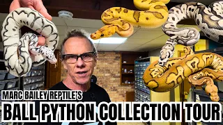 DG Axanthic v s True Ghost Ball Python SHOWDOWN With Marc Bailey Reptiles